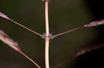 Caucasian bluestem